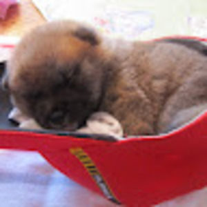 Meet your Posher, Tralina